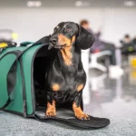 A Home Tailored to Your Pet: Discover Our Custom Cages