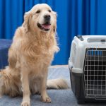 Transform Your Pet’s Life: Discover Our Custom Cages